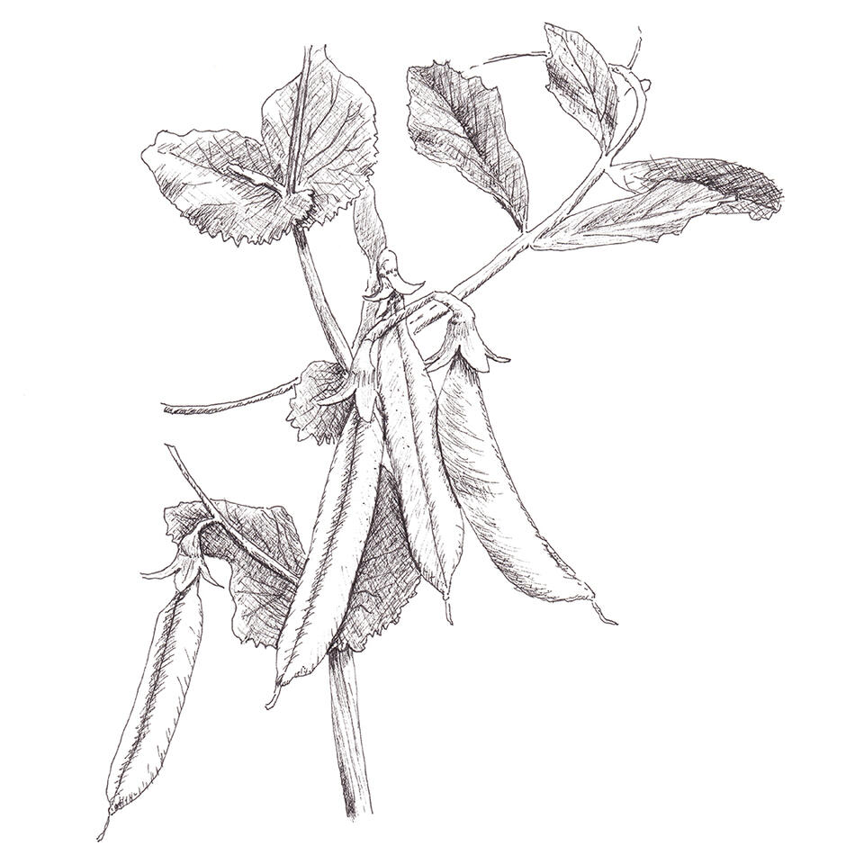 Spring peas