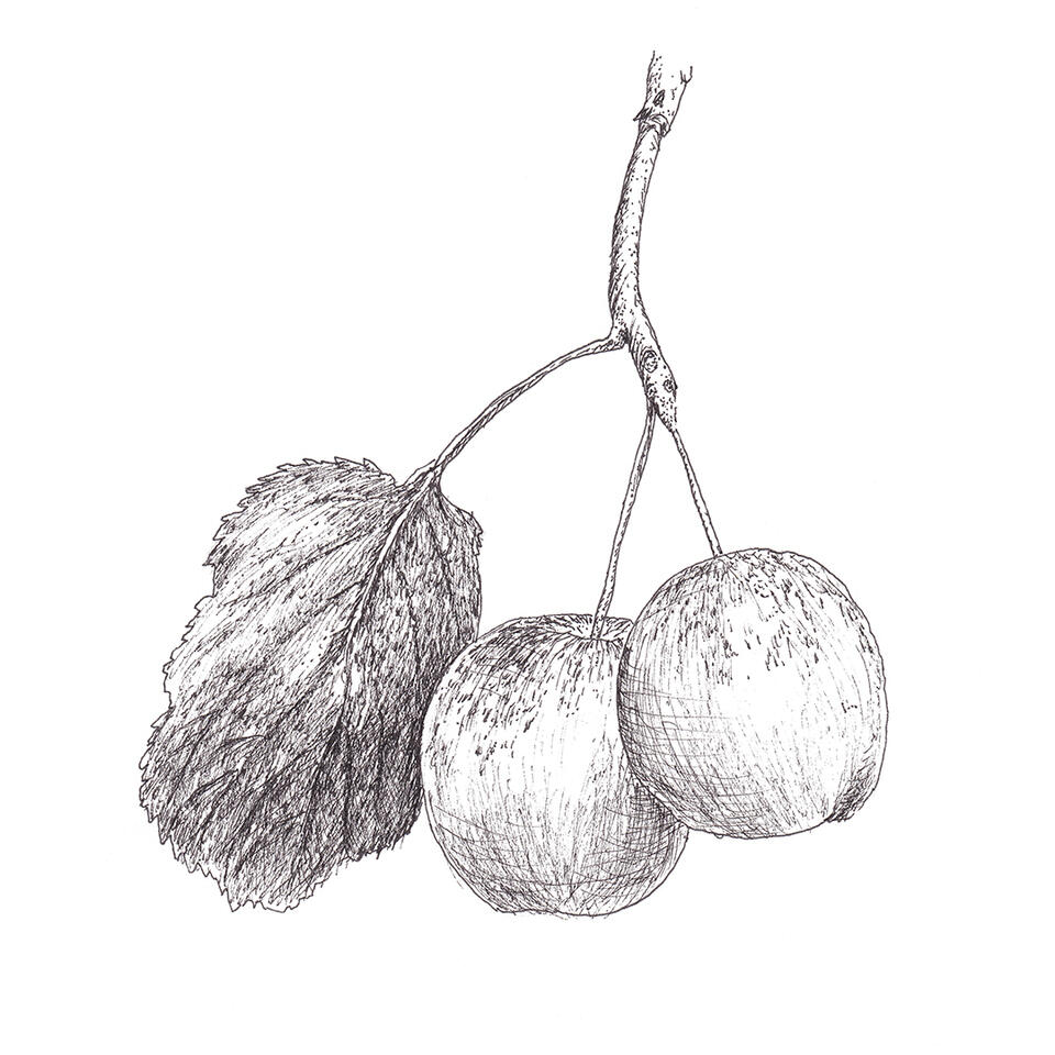 Cherry plums