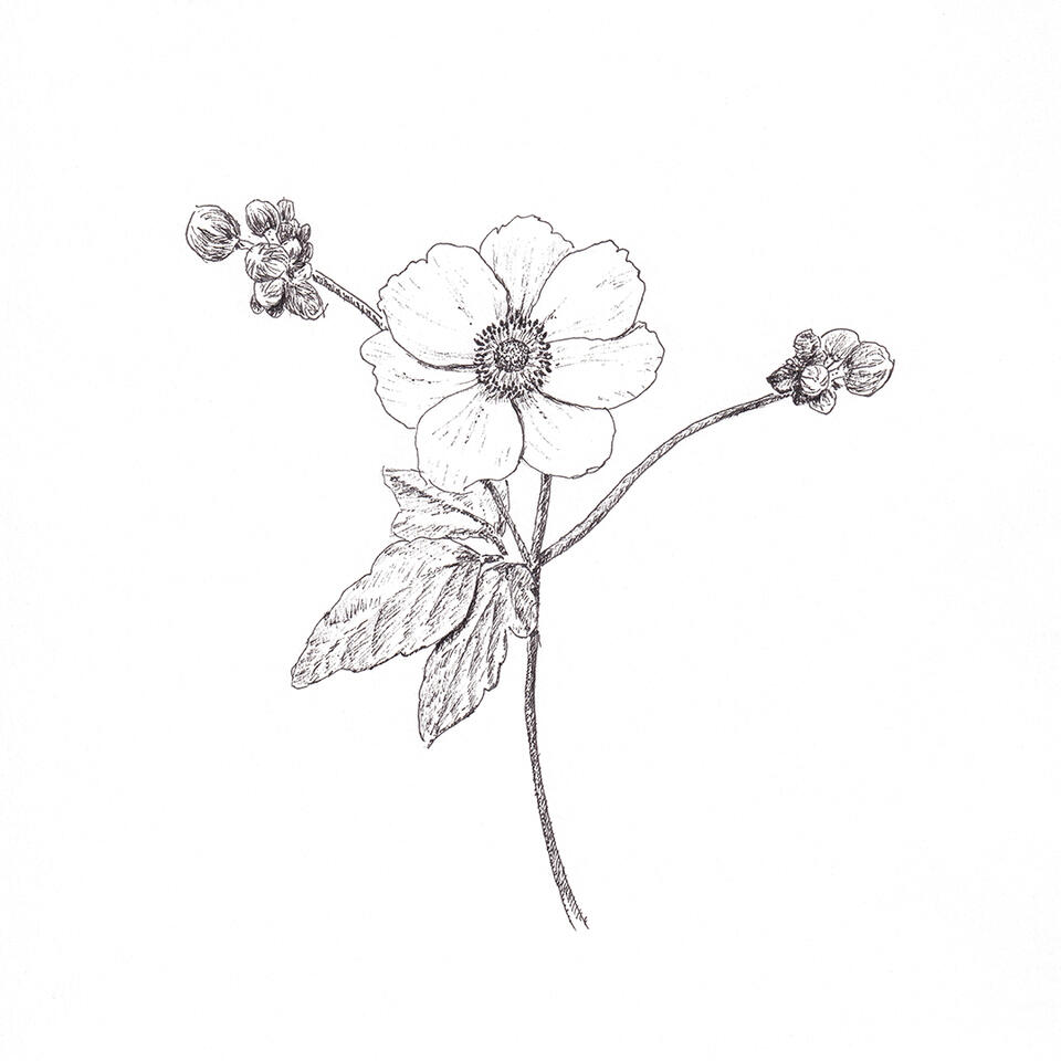 Japanese anenome