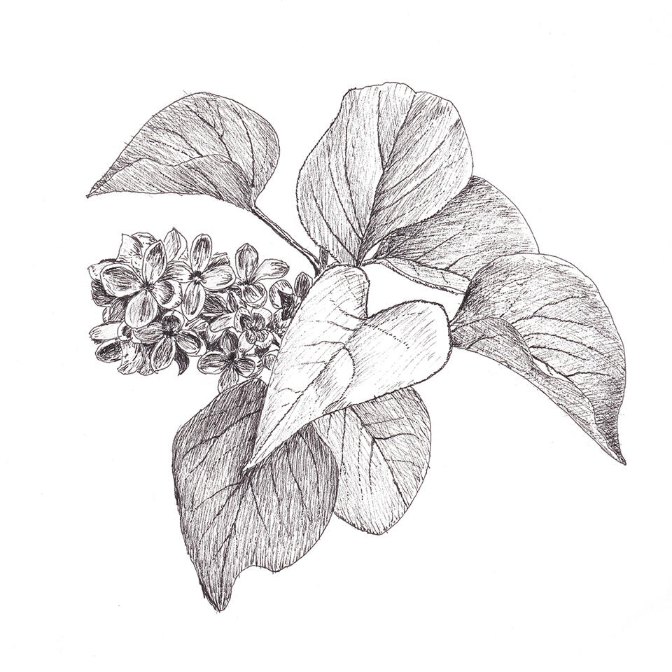 Lilac