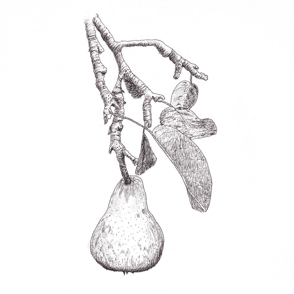 Pear on a branch