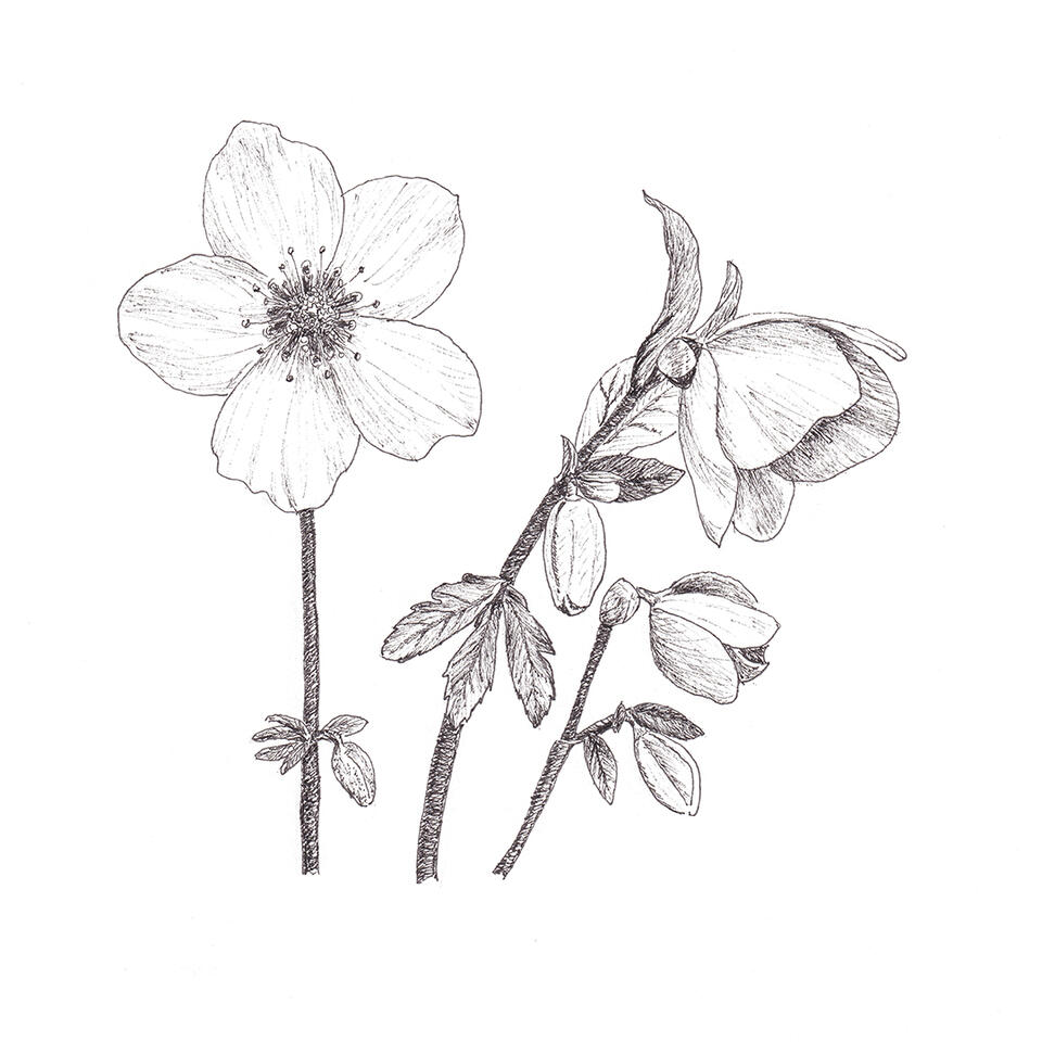 Black Hellebore