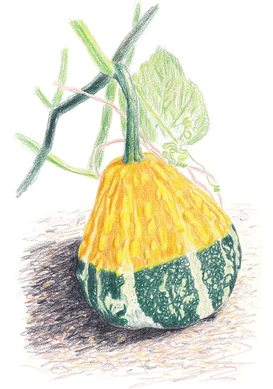 "YellowGreen Squash" - colored pencil