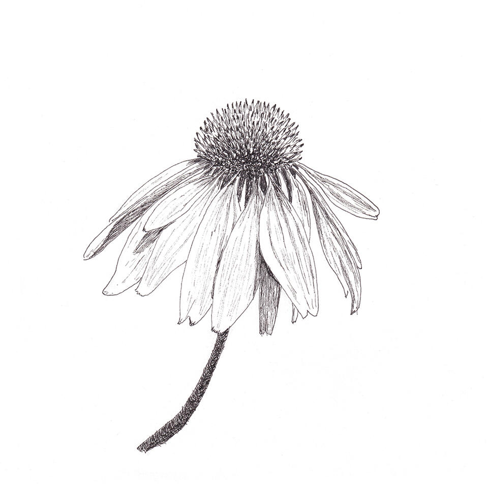 "Echinacea" - pen and ink
