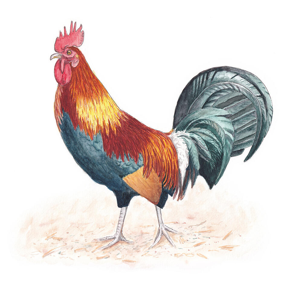 "Kauai Rooster" - watercolor and line