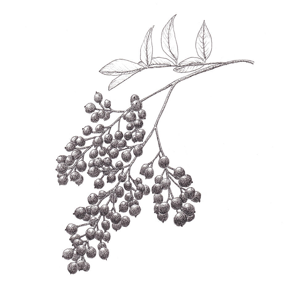 "Heavenly Bamboo" - pen and ink