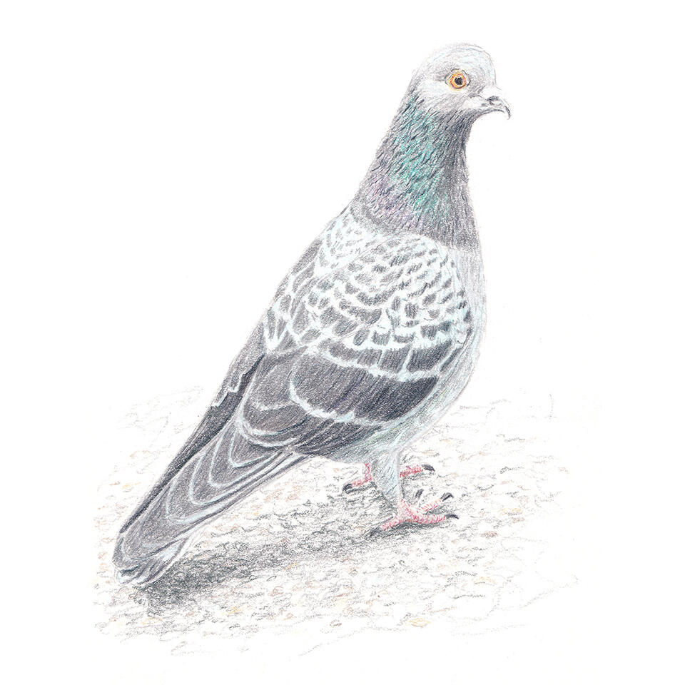 "Rock dove" - colored pencil