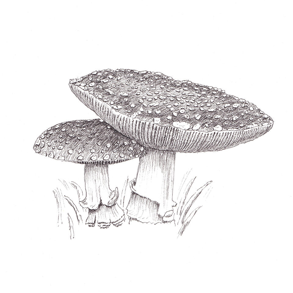 "Amanita mushrooms" - pen and ink