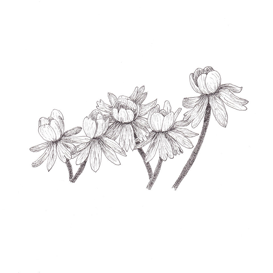 "Winter Aconite" - pen and ink