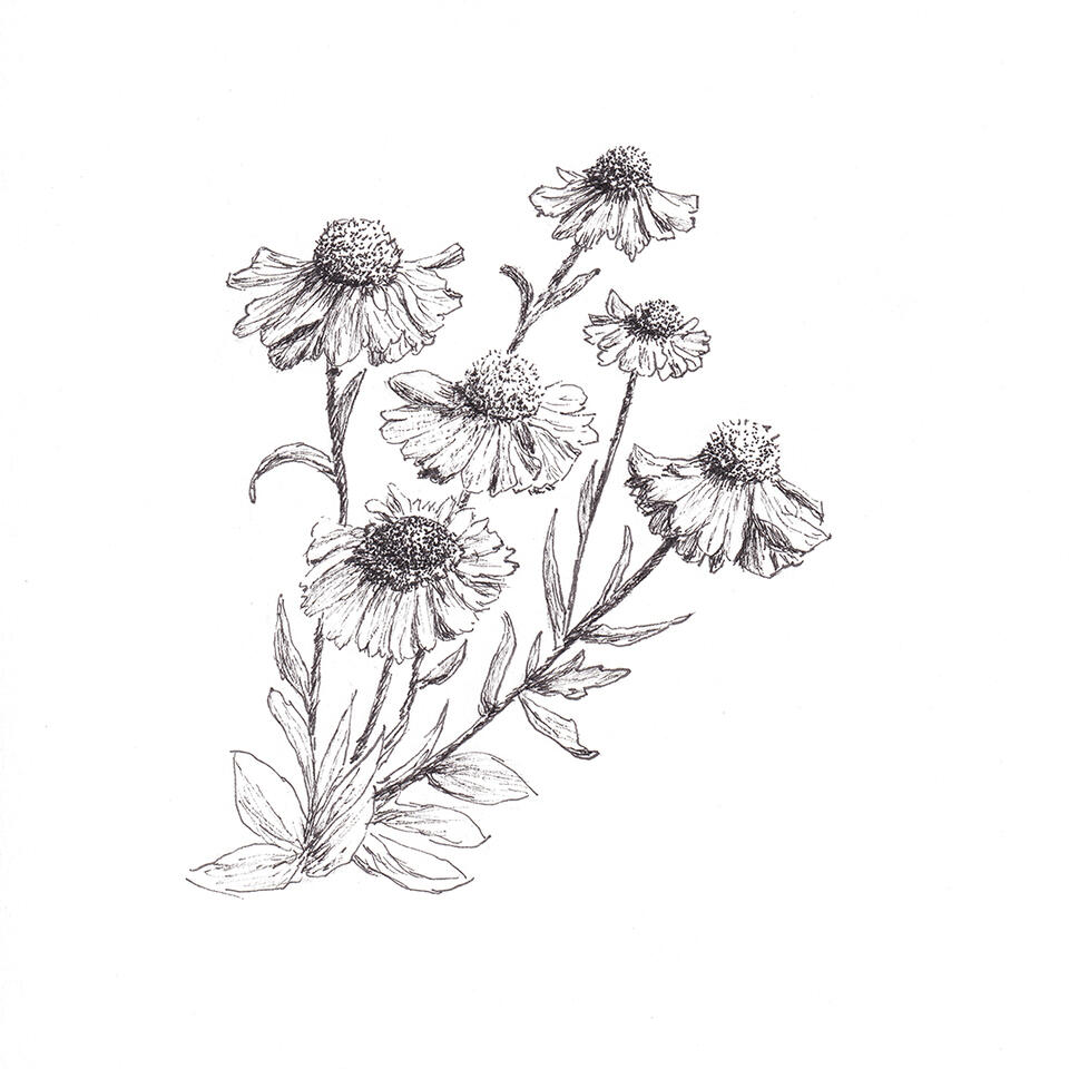 "Sneezeflower" - pen and ink