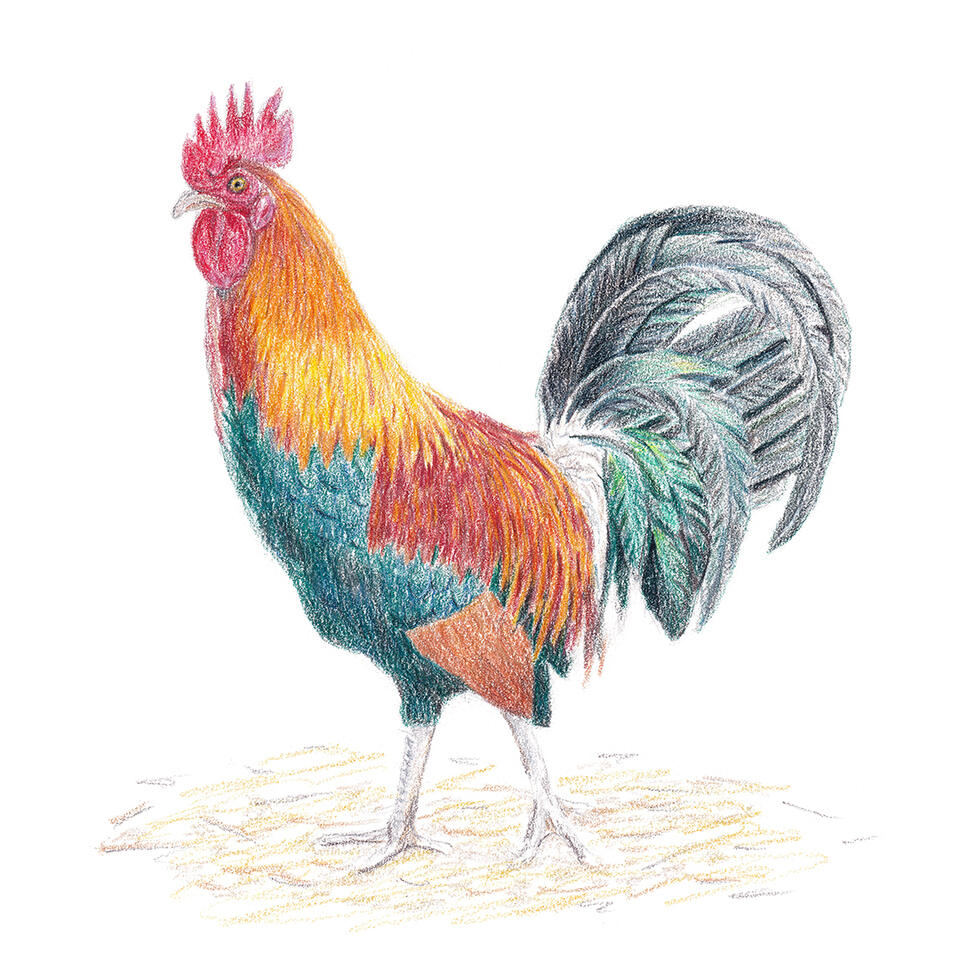 Kauai Rooster