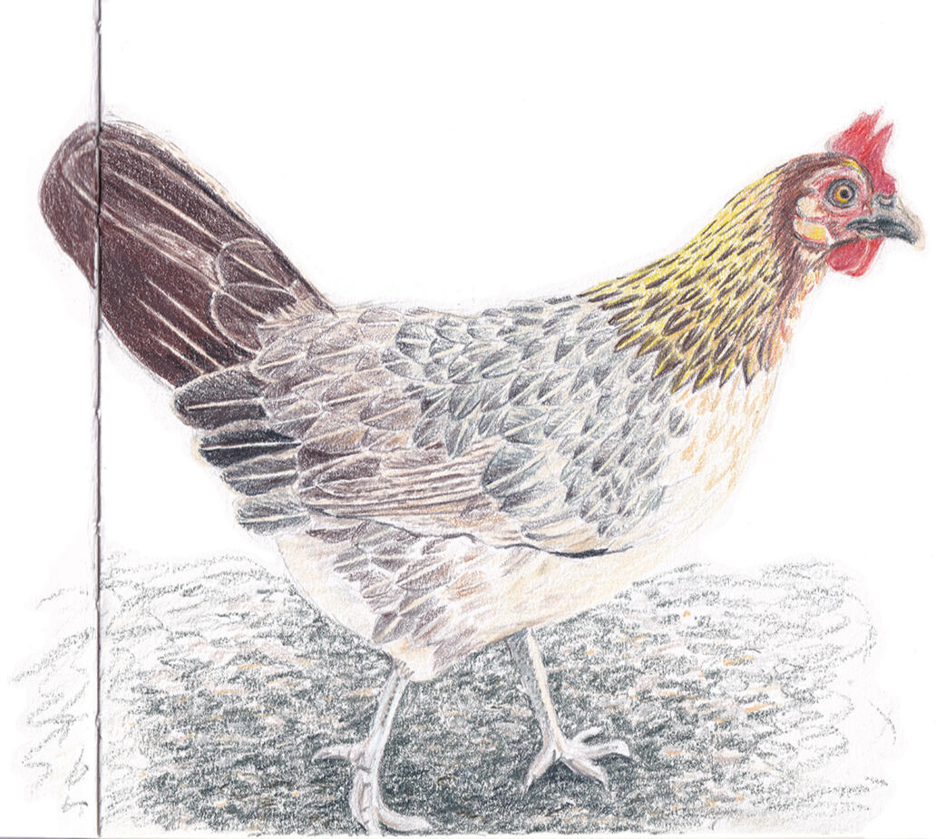 Kauai chicken