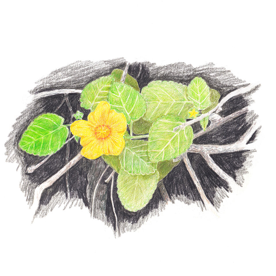Yellow Ilima