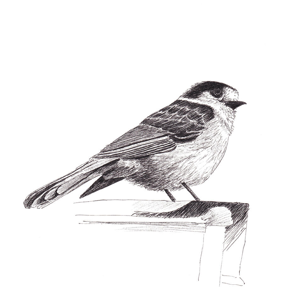 Canadian jay